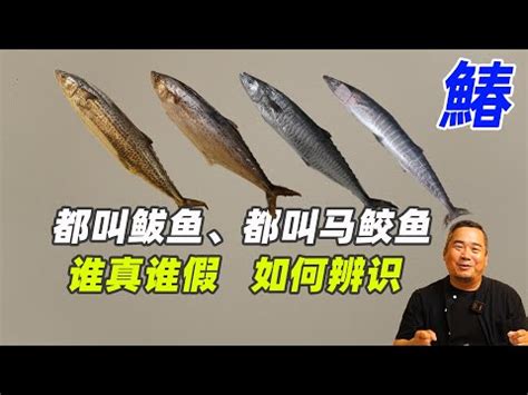 魚馬人|澎湖魚人水產